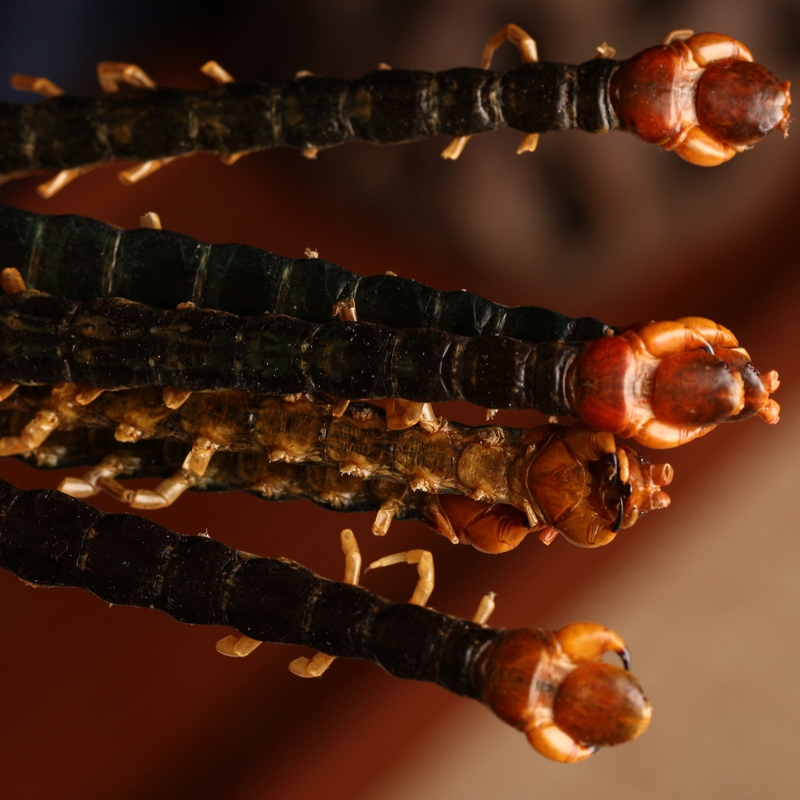 中药材蜈蚣红头大号正品调理吴公虫雷公野生15cm其他药食同源食品