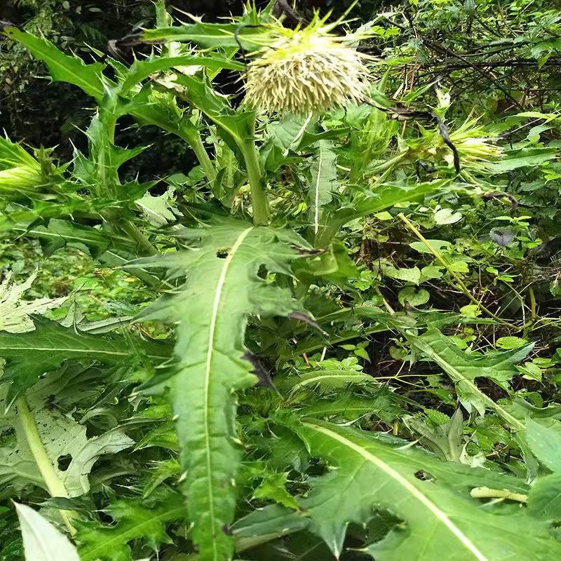 白花大蓟根新鲜现挖大蓟草种种苗马刺蓟戳嘴鸡项其他药食同源食品