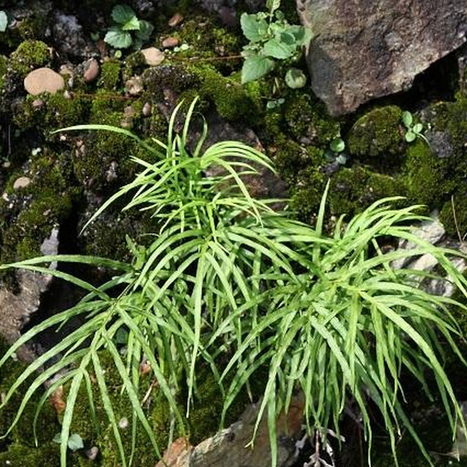 凤尾井口边草鸡爪五指草整棵新鲜采自然晒干无硫其他药食同源食品