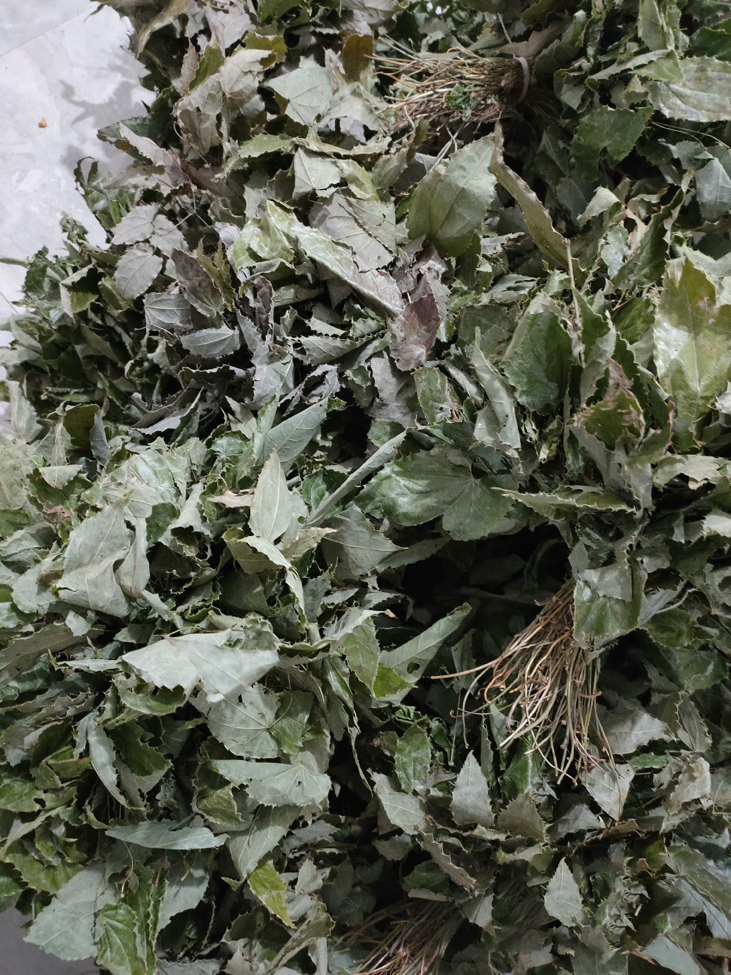 仙灵脾淫羊藿500g根叶野生中药材秦岭霪淫羊洋其他药食同源食品