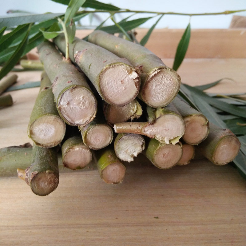 新鲜杨柳枝垂柳枝枝条柳树干绿植苗树枝可入药可扦插育苗养金蝉_双氙