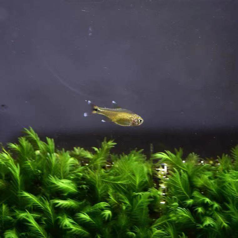 迷你灯鱼满天星热带观赏小型红绿红绿灯灯草缸群鱼