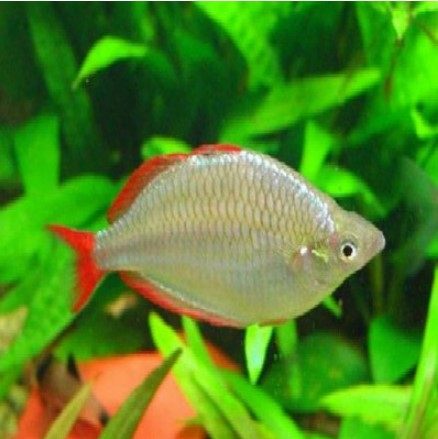 热带电光美人蓝美人刚果苹果观赏鱼