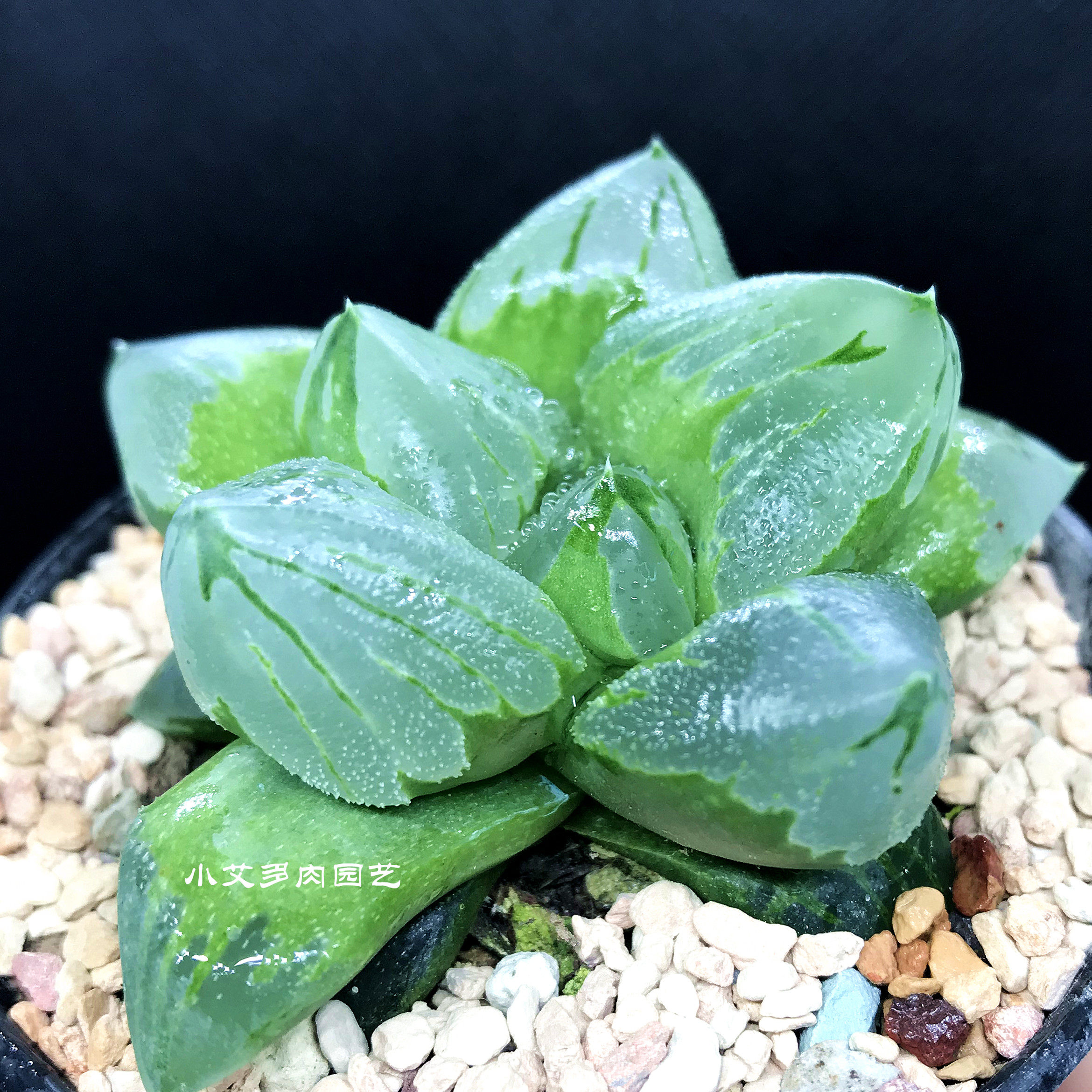 精品十二冰城寿背三杰透亮背窗易养多植物一物多肉植物