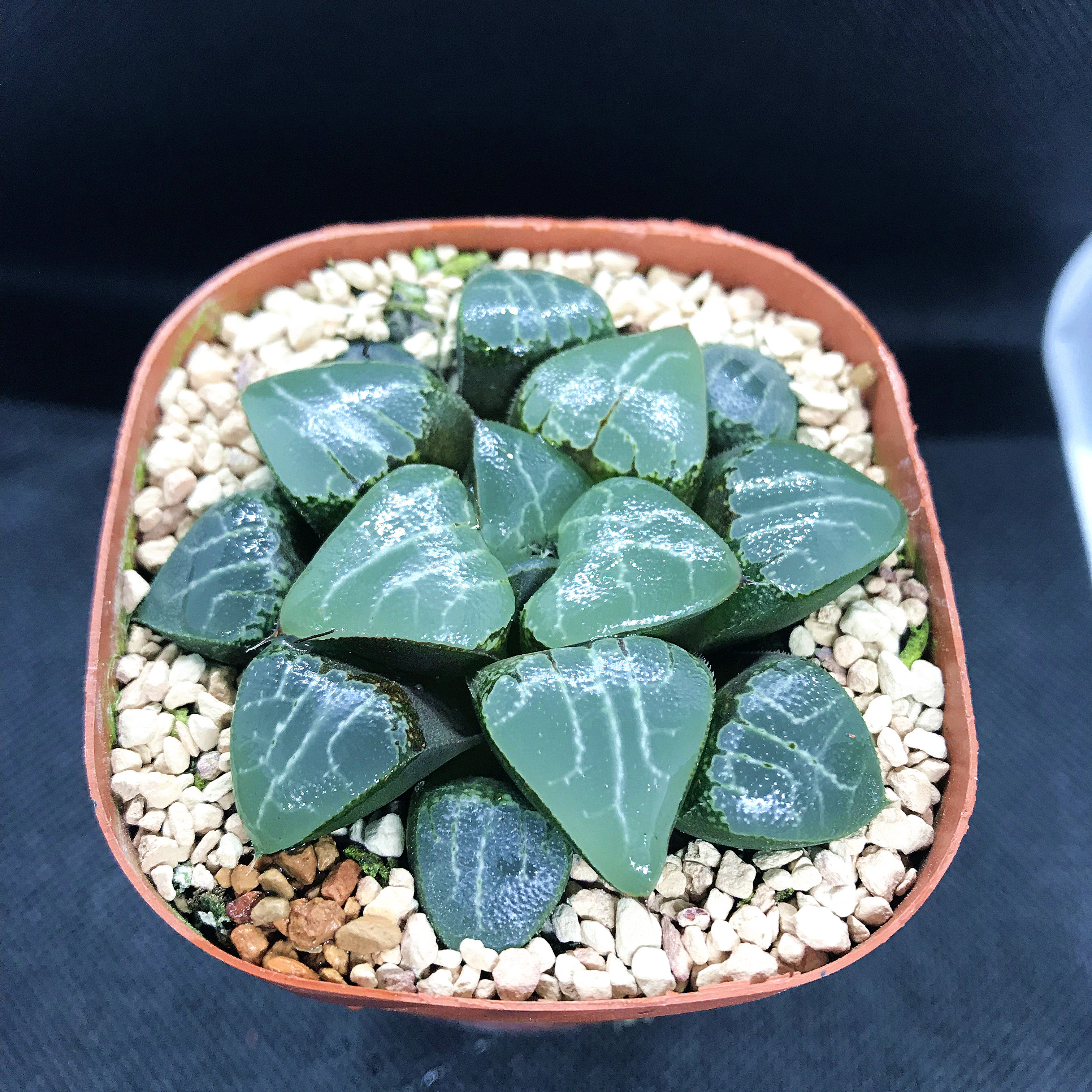 精品十二卷月影寿特价包邮新手易养活多肉植物铭品透亮一物一拍