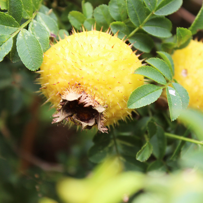 刺梨贵州特产新货苗家干果500克野生新晒货水泡其它干货