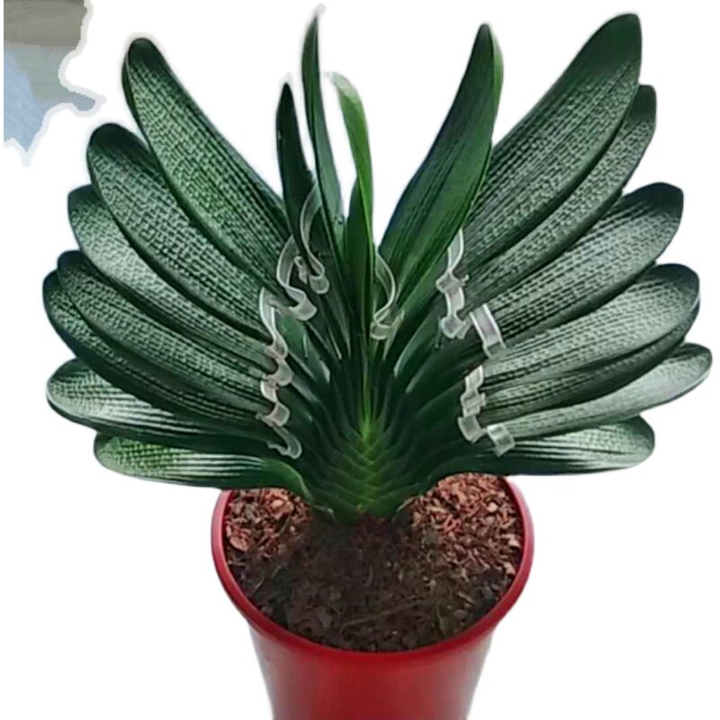 长春新品君子兰立板宽叶麒麟短叶麻脸小苗油匠绿植