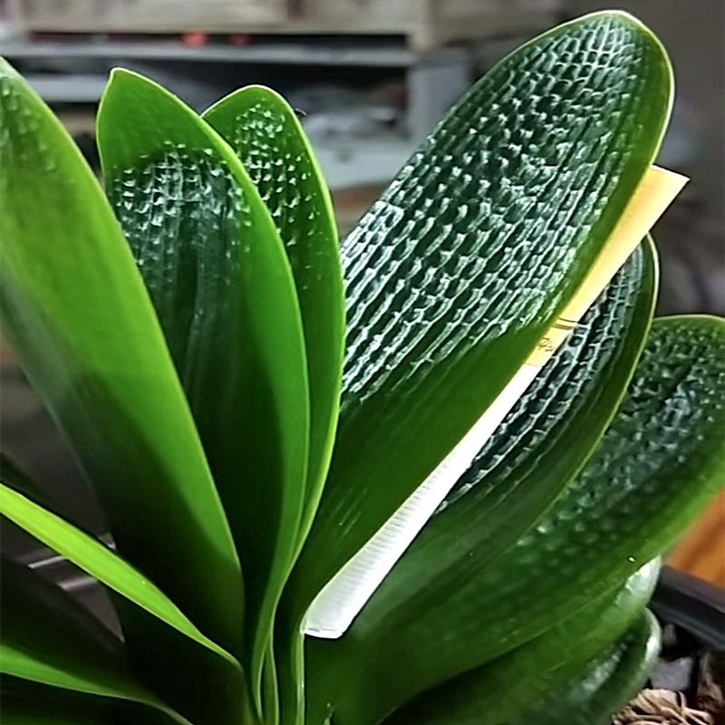 长春新款精品君子兰珍珠麻脸短叶油匠微型立板绿植