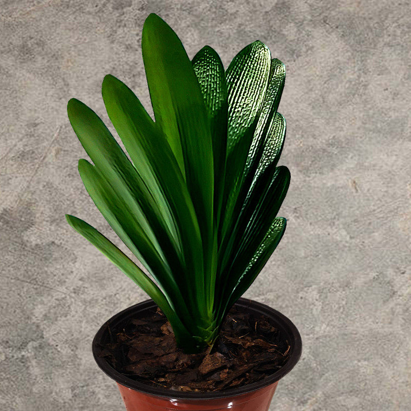 长春精品国兰立板君子兰宽叶短叶麻脸油匠胜利绿植