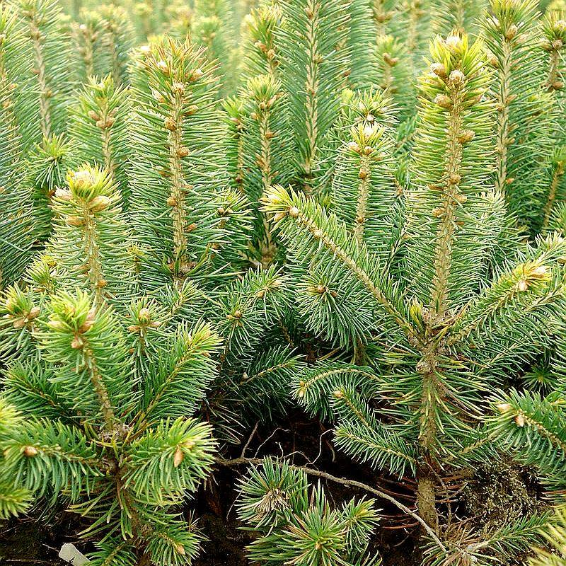 东北苗圃直供云杉树苗青千圣诞树活体营养杯松树常绿树苗云杉苗