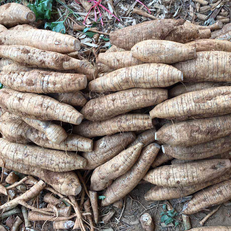 正品韶关火山粉葛新鲜广东野生葛根煲汤葛马葛根