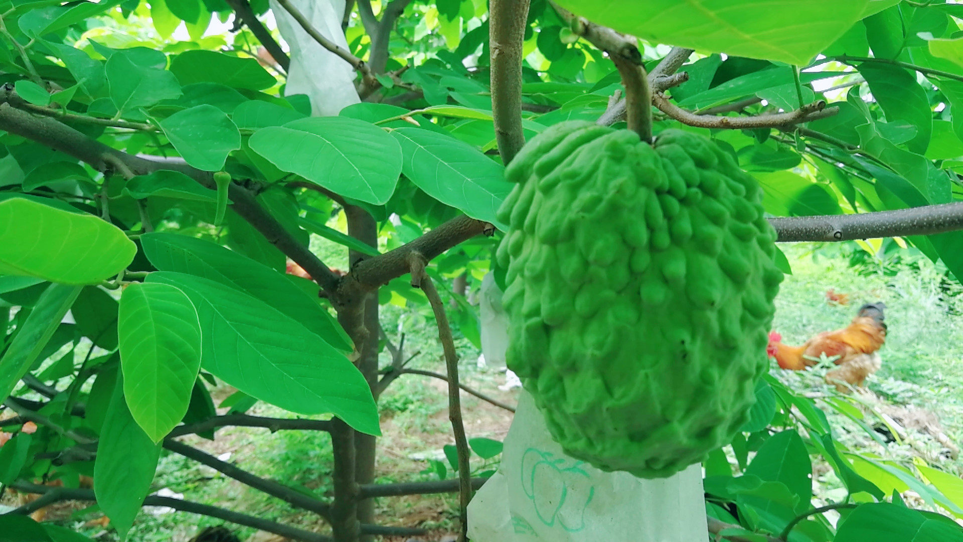 释迦云南牛奶凤梨1-5斤台湾当季新鲜水果荔枝番荔枝