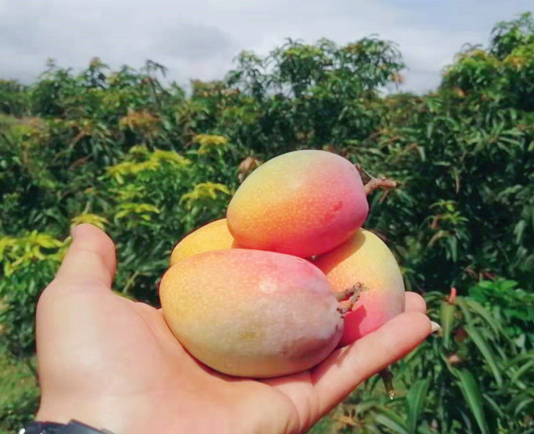 芒果云南元江小金金凤凰贵妃孕妇芒果树树上自然芒果