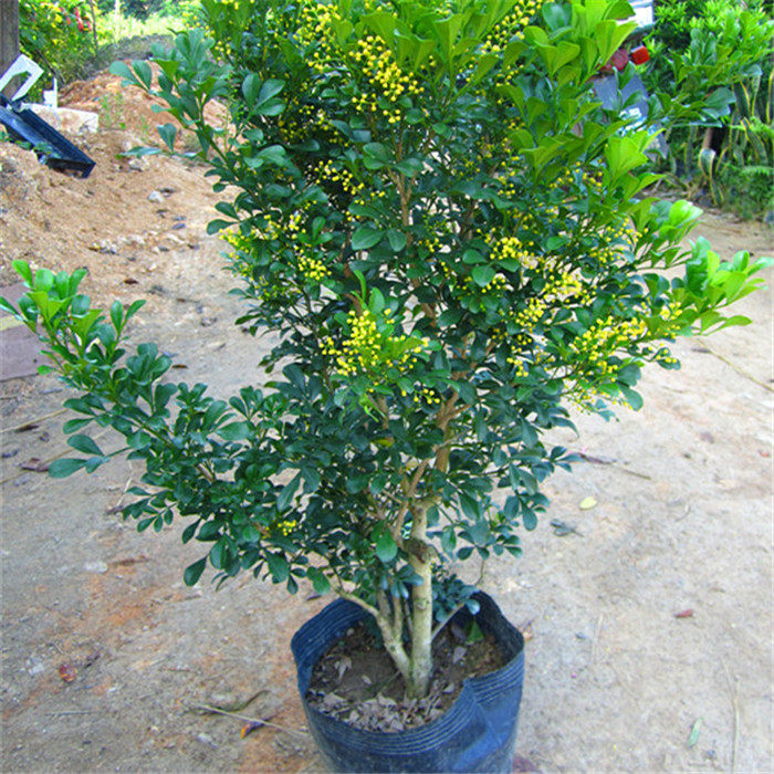 绿植米仔兰苗花卉鱼子子兰盆景盆栽开花植物时令草本花卉