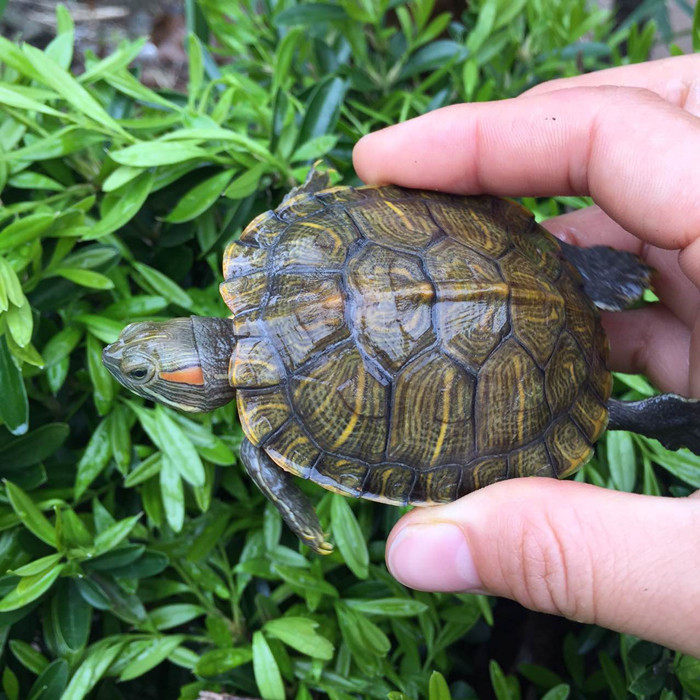 乌龟巴西活体小彩龟红耳彩情侣招财财大一对龟