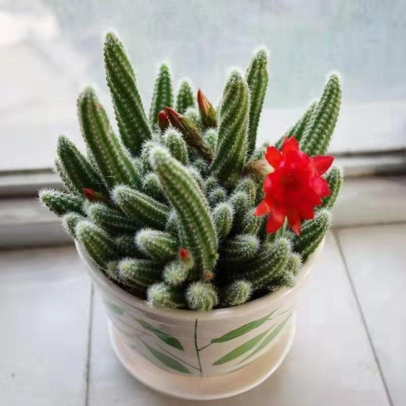 开花毛毛虫白檀仙人掌多肉植物过年花的仙人指垂多肉植物