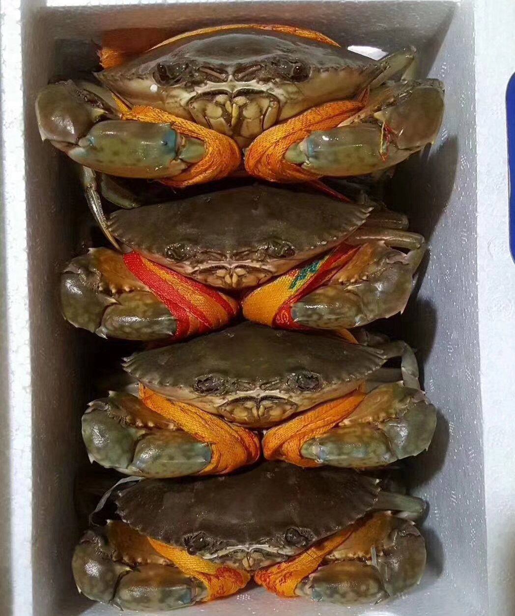 三门青蟹鲜活螃蟹3斤45只全母大红膏蟹礼盒海鲜水产红鲟海蟹满膏