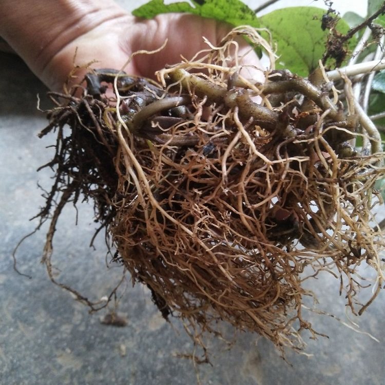 细辛新鲜现挖尾花挖土南细蜘蛛马蹄香细辛金其他药食同源食品