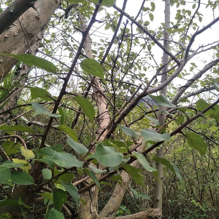 现挖黄蛇500g刺根根柘荔枝根山金腰带剥壳穿破其他药食同源食品