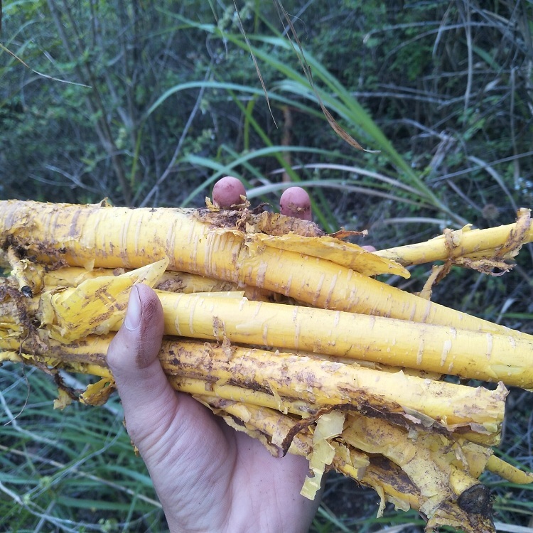 黄蛇脱壳药材图片