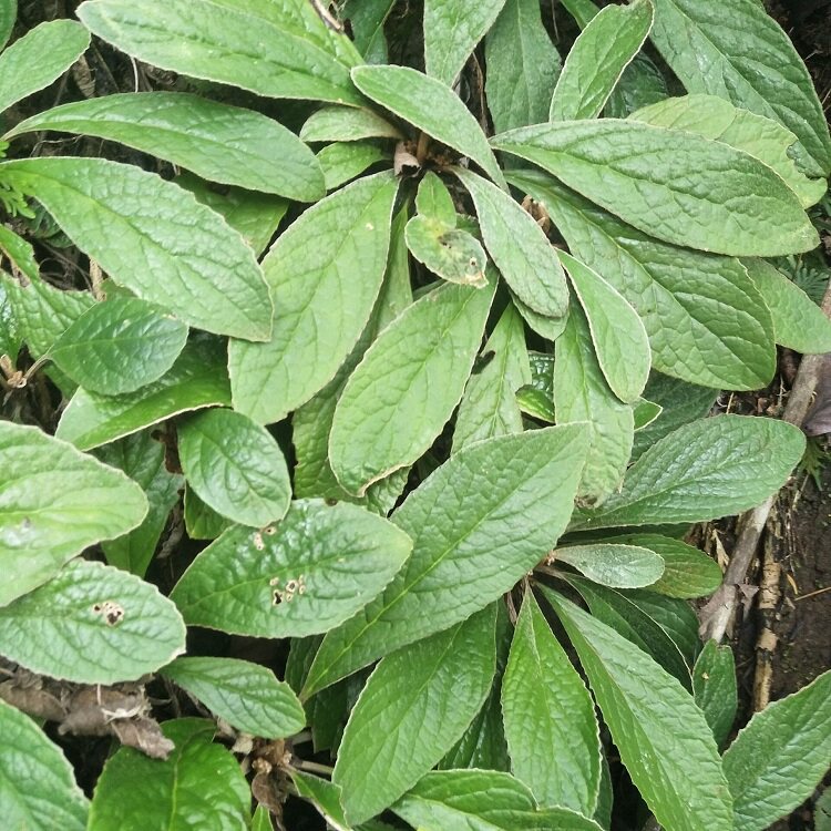 枇杷粤北新鲜石面还魂山网脉旋蒴苣苔吊气还魂其他药食同源食品