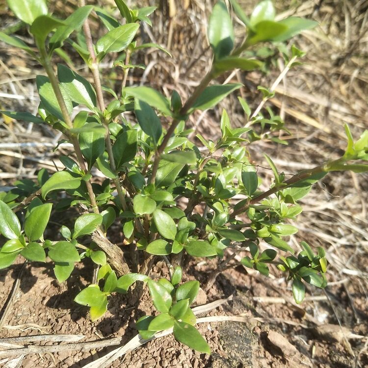 路边粤北采现发荆现天星姜天星现挖白马鸡骨六月雪其他药食同源食品