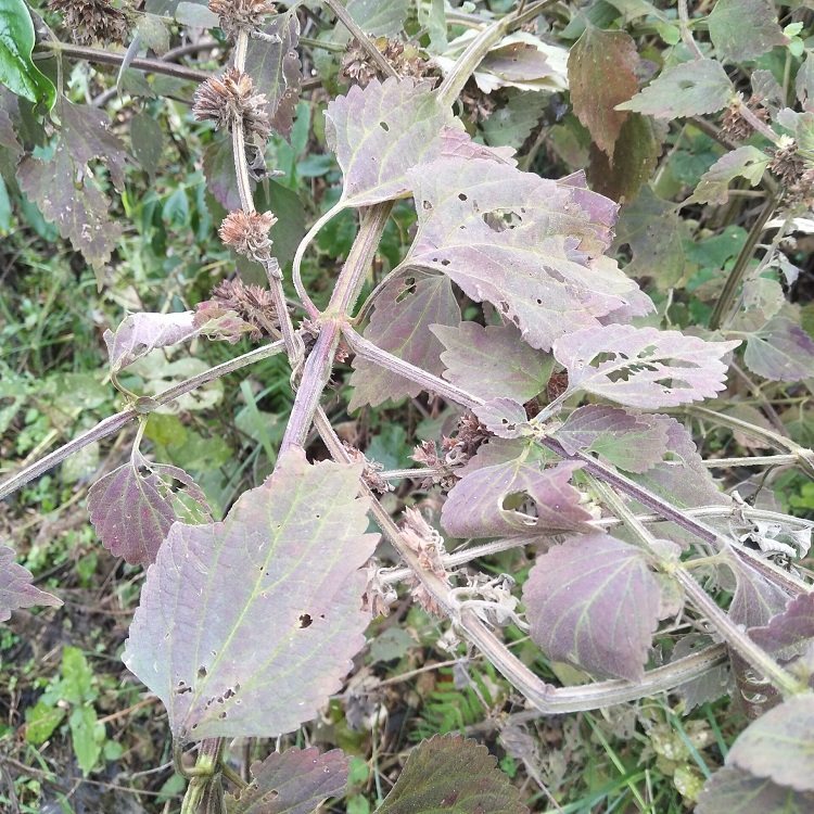 防风新鲜现挖秽草落马草马衣叶藿香排风中草药其他药食同源食品