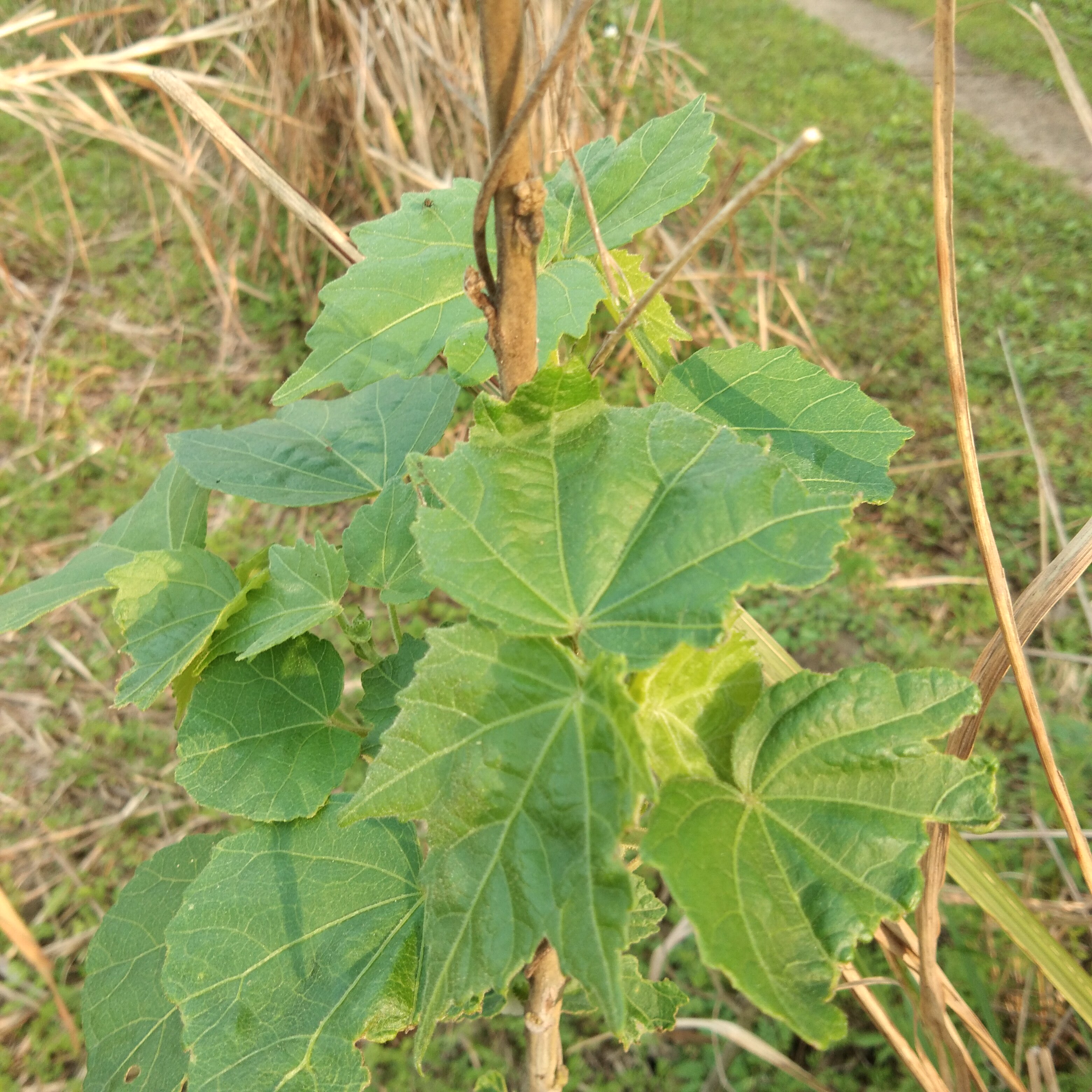 木芙蓉新鲜现挖500g醉酒芙蓉花霜花华木中草药三变其他药食同源食品
