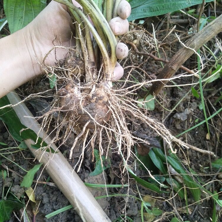 水田粤北正宗田七新鲜屈头鸡现挖全草土三七其他药食同源食品