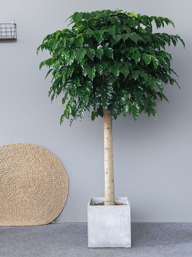 幸福树盆栽大型绿植单杆平安树绿宝室内甲醛招财智能园艺用品