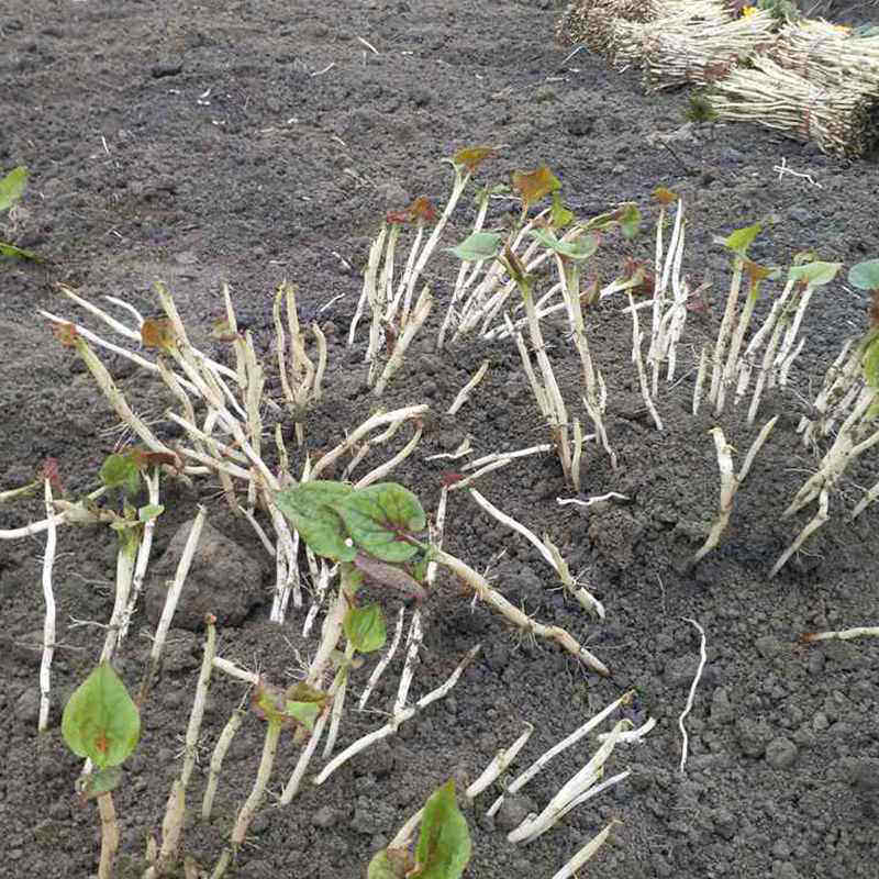 四川鱼腥草新鲜叶芽精品2斤折耳根嫩芽苗农家养生蔬菜叶菜野青菜