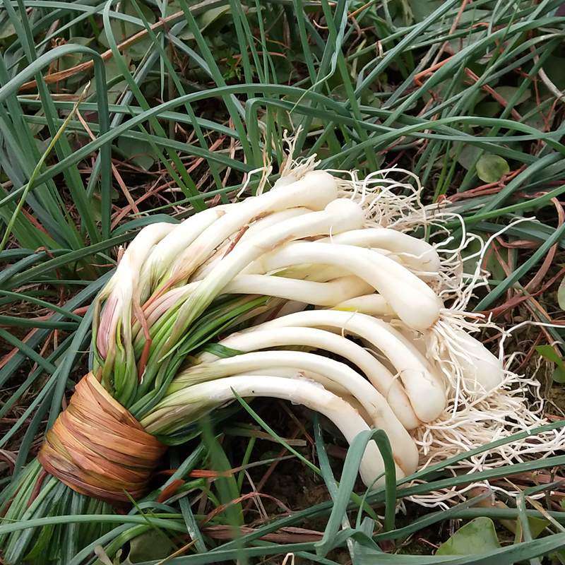 四川藠头新鲜5斤带叶荞头蔬菜现挖茭头成都特色小吃薤白凉拌菜