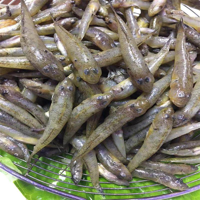 小鱼溪鱼新鲜冷冻大号山坑鱼淡水水产酒店餐厅淡水鱼类