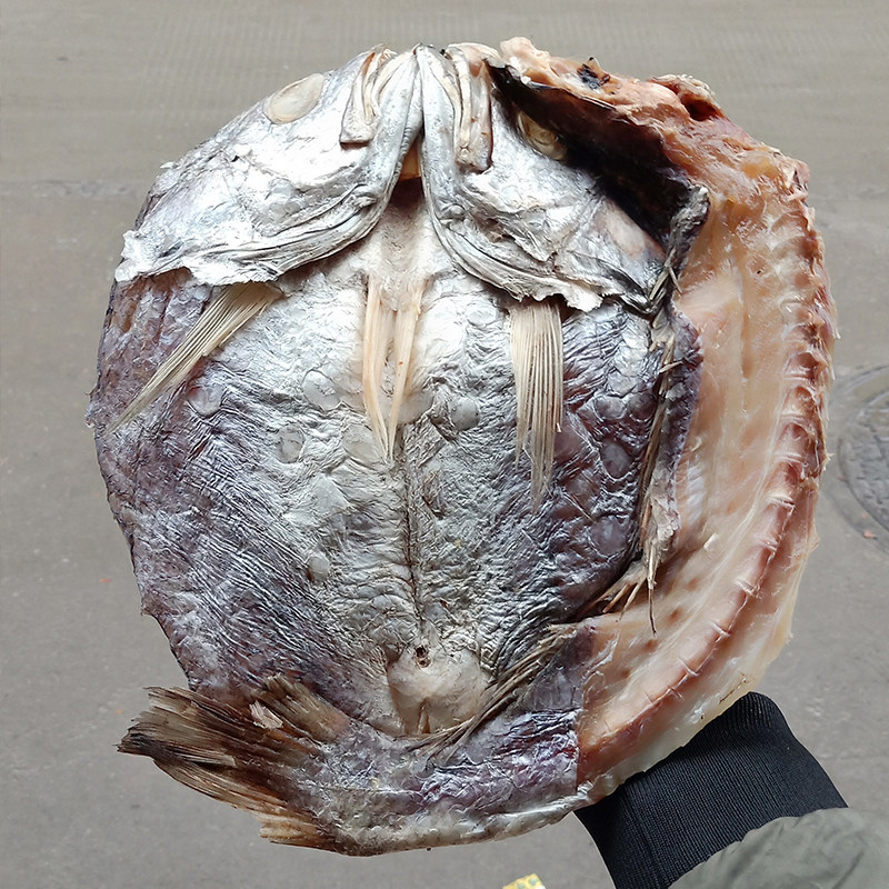 近期晒制温州特产松门咸白鲞咸鱼干黄鱼鲞海鲜干货500g年货送礼