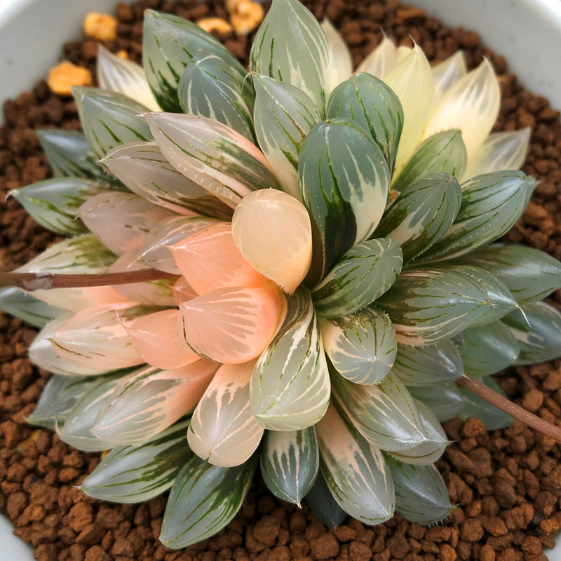 玉露精美霓虹灯十二一物一拍多肉植物冰灯万象多肉植物