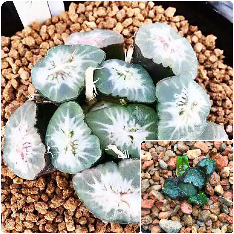 卡罗拉万象一物一拍十二卷大爆炸无限花菱空门多肉植物
