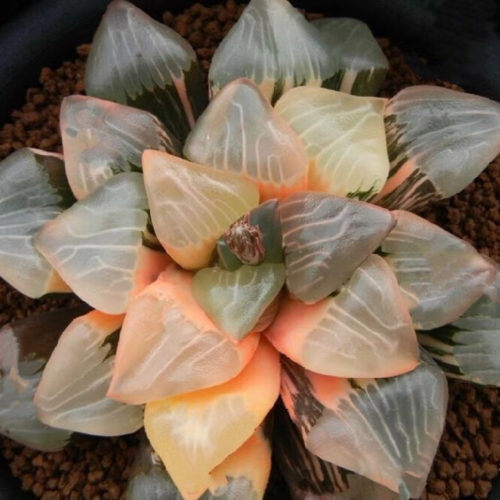 北斋终极蓝广重白日梦白瓷写乐玉扇多肉植物十二多肉植物