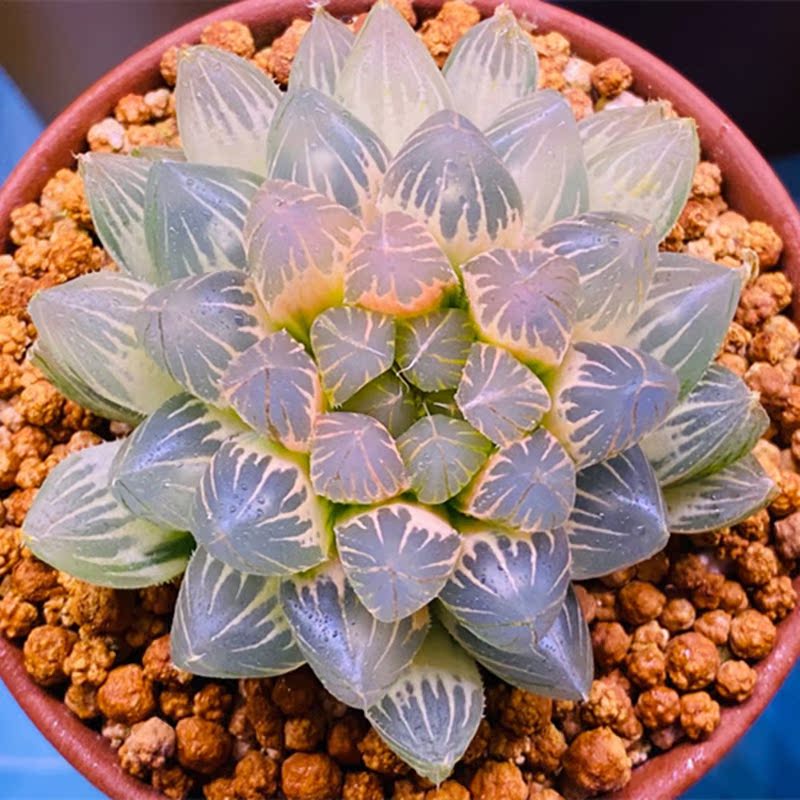 玉露精美霓虹灯十二一物一拍多肉植物冰灯万象多肉植物