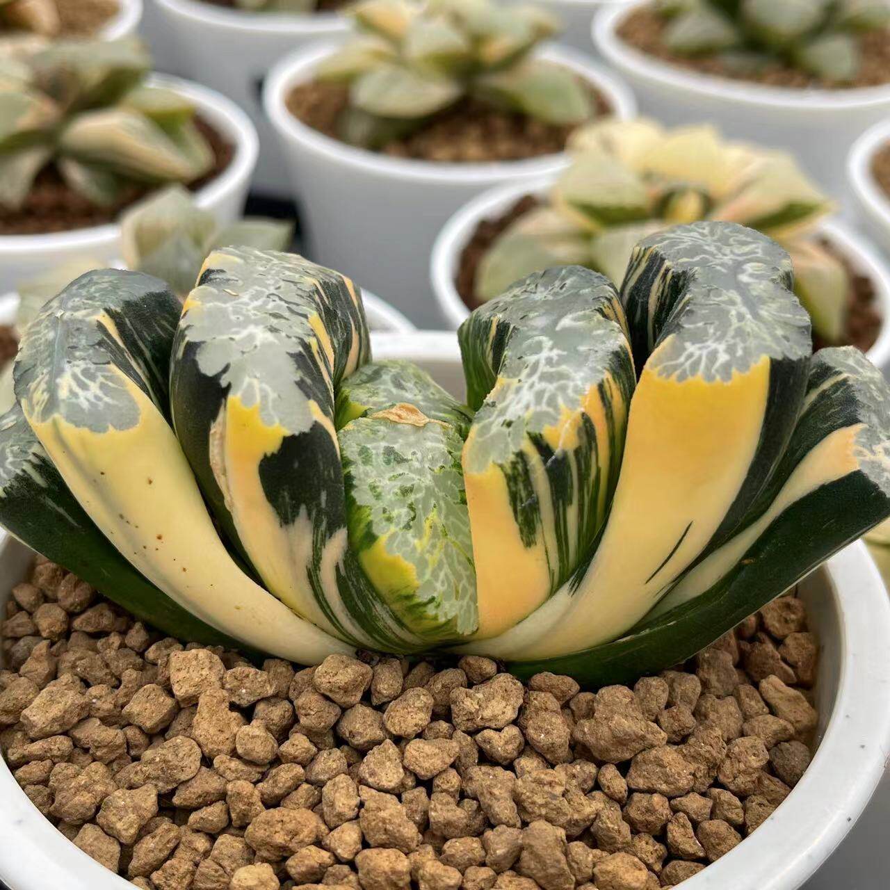 特价霓虹灯北斋万象玉扇锦瓦苇多植物十二盆栽多肉植物