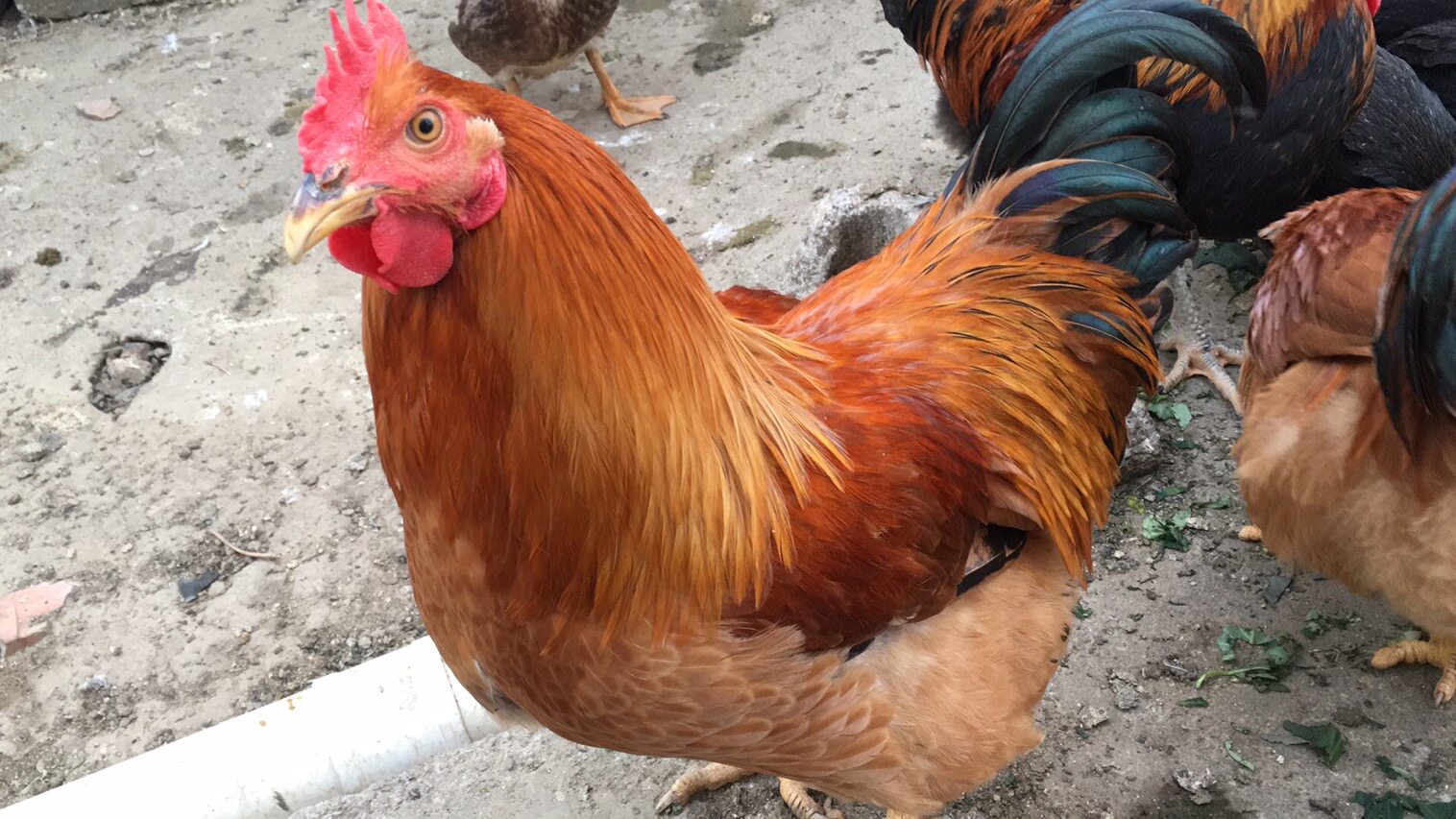 正宗广西武鸣沃柑园散养老阉鸡太监鸡线鸡扇鸡月子走地鸡航空直达