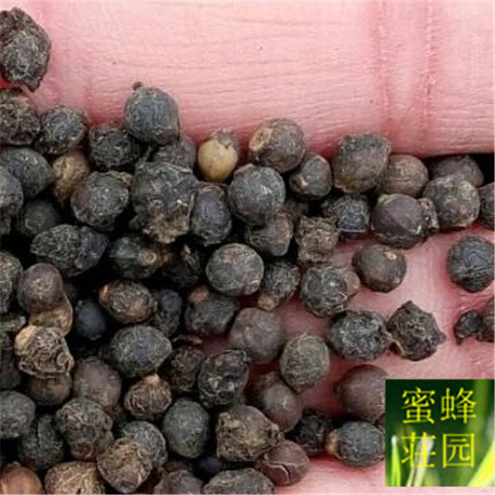 种子木耳菜种豆腐菜落菜芽率高蔬菜蔬菜家庭园艺种子