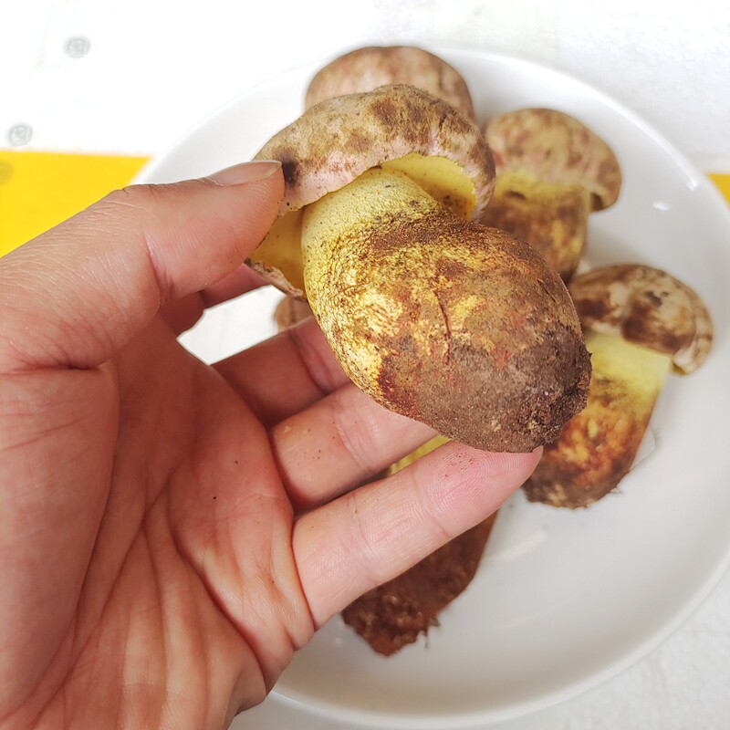 新鲜野生黄牛牛肝菌白葱菌云南特产一斤农家见手香菇类