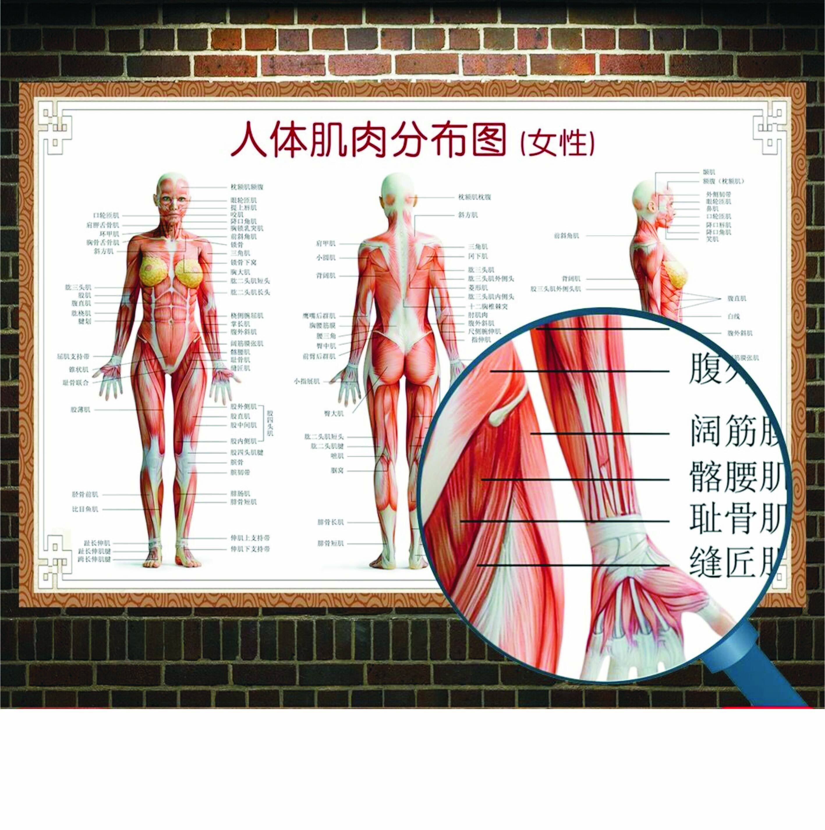 肌肉医院全身人体骨骼器官内脏解剖挂图男性写真