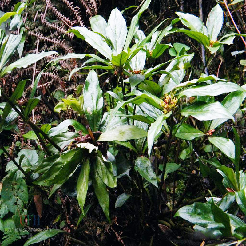 贵州野生追风新鲜下单现挖中药材惊风伞破凉伞传统滋补品其他