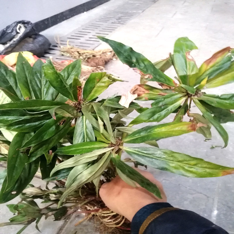 贵州野生追风新鲜下单现挖中药材惊风伞破凉伞传统滋补品其他