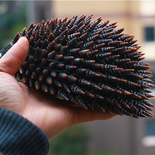 天然贝壳海螺锥坝捉海洋生物科普材料标本螺礼盒收藏教具套装