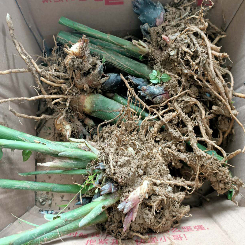 重庆蘘荷贵州茗荷野生姜野生新鲜莲花何洋荷洋其它