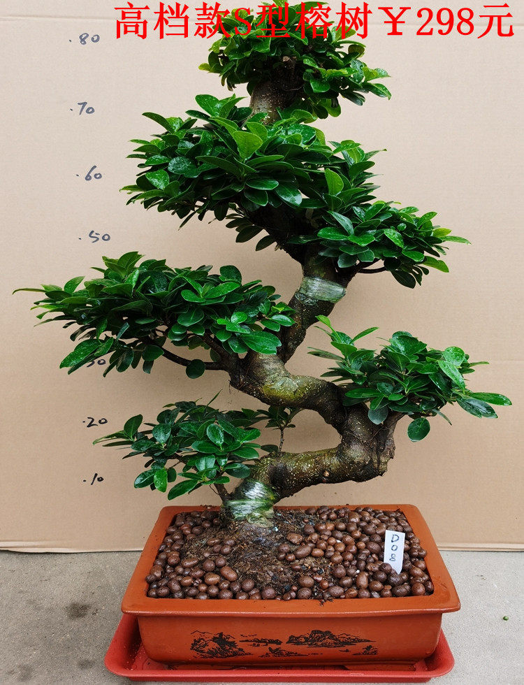 大型绿植盆栽s型榕树气根榕