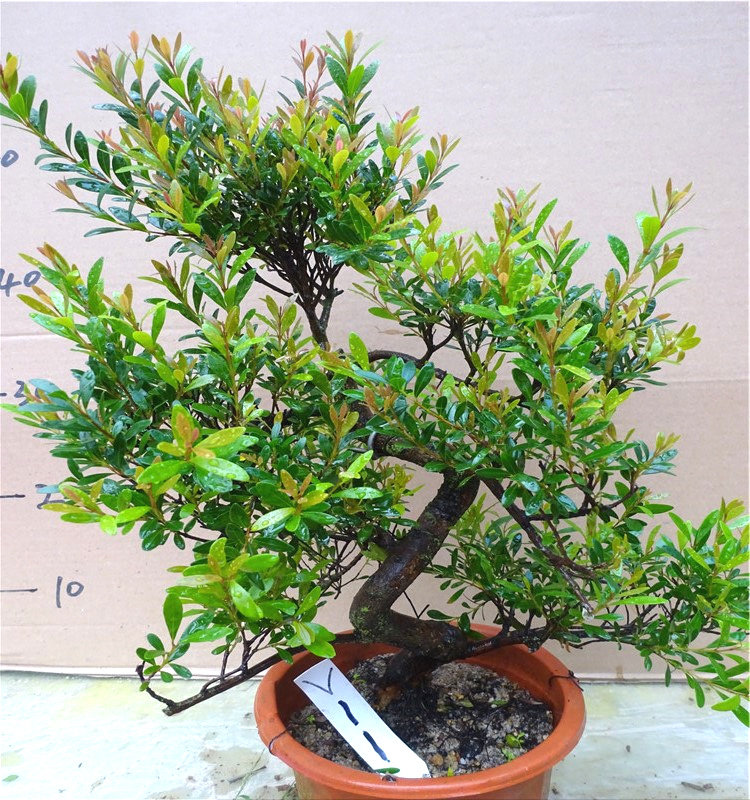 小叶赤楠盆栽四季常青室内盆景瓜子三叶叶红大型绿植