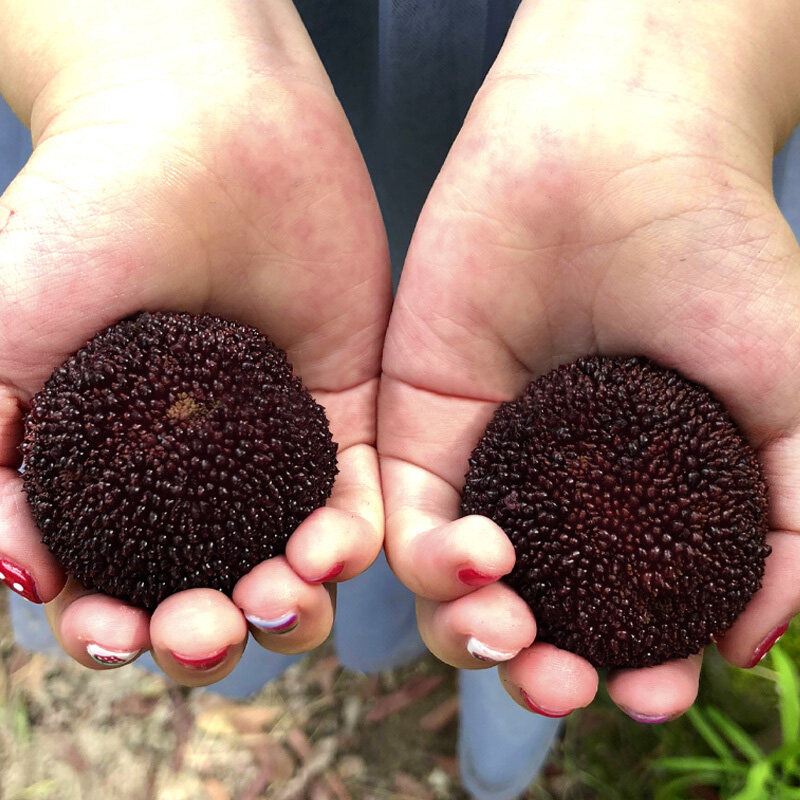 杨梅兰溪马涧鲜果现摘现发大果东魁水果浙江杨梅